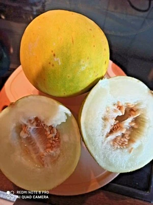 Limetto Melone  zitronig- fruchtig " NEUE SORTE " Saatgut Melonen Samen - Bild 1 von 4