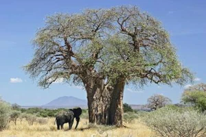 Raro, 4 Semillas De Baobab Africano, Adansonia Digitata - Imagen 1 de 2