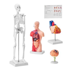 Menschliche Anatomie Modelle Gehirn/Torso Körper/Herz/Skelett 4-teilig - Bild 1 von 12