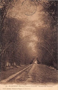 Guyane - SAINT-LAURENT du MARONI - Avenue des Bambous - Ed. Cliché Jeannin - Ed. - Picture 1 of 2