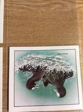 N5a Trade Card Cadbury’s 99 Flake Birds In Springtime - Coots