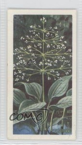 1964 Brooke Bond Wild Flowers Series 3 Water Plantain #49 1i3
