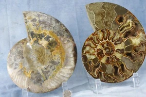 Large Ammonite Pair Great Crystals 180mm XXXL 7.1" Dino age FOSSIL 110myo 4352yt - Picture 1 of 16