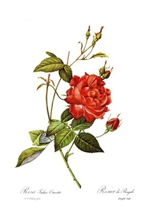 Impresión Botánica Redoute Roses, Rosa Indica Cruenta, 1978 impresión reproducción - Imagen 1 de 1