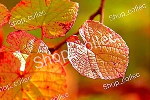 Close-Up of Vibrant Autumn Leaves in Warm Sunlight - JPG Photo Background - Picture 1 of 1