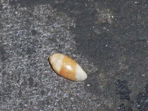 SERRATA MUSTELINA FANTASTIC - Bild 1 von 2