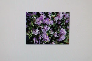 2 Samen Knoblauchwein, Mansoa alliacea #17 - Bild 1 von 1
