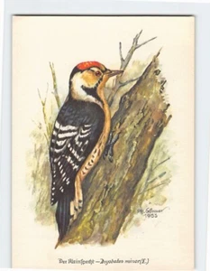 Postal Der Kleinspecht (Dryobates minor) - Imagen 1 de 2