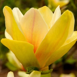 Magnolia Yellow River 2L - Fa un'impressione fantastica - Foto 1 di 12
