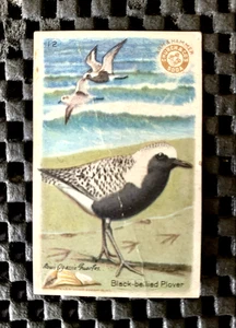 ARM & HAMMER ÚTIL BIRDS OF AMERICA SERIE NO. 4 chorlitos de vientre negro #12 - Imagen 1 de 2