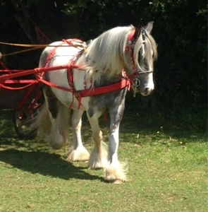 DRIVING HARNESS WEBBING PADDED, IN SHETLAND, PONY, COB SIZES.  *FREE POSTAGE* - Picture 1 of 9
