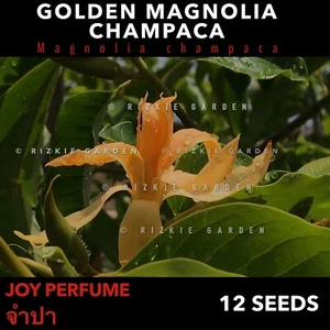 Golden Magnolia champaca, Michelia, Tropical Flower Seeds x 12 Seeds - Picture 1 of 10