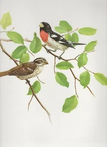 J F Lansdowne GROSBEAK ilustración de pájaro salvaje 1977 impresión a color vintage - Imagen 1 de 4