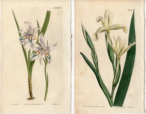 2 Curtis 1812-13 Antique botanical garden flower prints: Iris Spuria & Cornflag - Picture 1 of 4