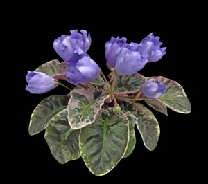 KNN-Crocus Blatt/leaf African Violet Usambaraveilchen - Bild 1 von 1