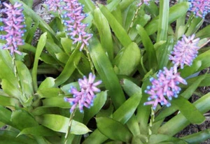 AECHMEA GAMOSEPALA (mini var) - Plantas - Cepillo de botella azul bromelia - Imagen 1 de 1