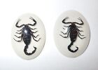 Lot de 2 spécimens ovales cabochon insecte scorpion noir 30 x 40 mm sur blanc