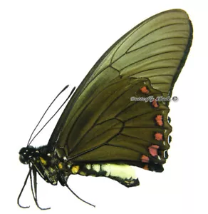 Unmounted Butterfly/Papilionidae - Battus crassus crassus, male, Peru - Picture 1 of 1