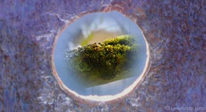 MARIO STRACK - The Hole 7 limitiert Fotografie Original sign. Moos Stilleben - Bild 1 von 3