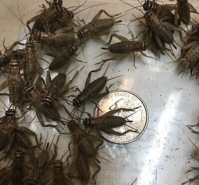 500 LIVE Adult Banded Crickets. • 11.99$