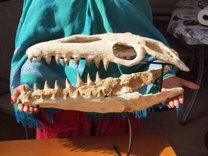 Large Museum Quality Mosasaur Dinosaur Skull with Nice Fossil Teeth - Picture 1 of 19