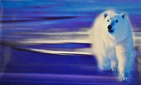 1999 Canada Uncirculated Proof-Like Set  Polar Bear Cover
