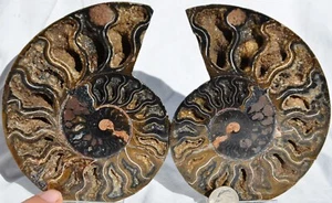 Large Black Ammonite PAIR Great Crystals 110myo FOSSIL LRG 139mm 4.8" 9831ee - Picture 1 of 8
