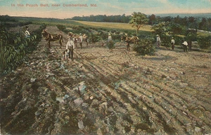Cumberland MD * In the Peach Belt ca. 1908 Farm * Carrier “X” Cancel - Picture 1 of 2