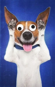Funny BIRTHDAY Card 🐶 Crazy Dog Eyes Old As You Act by American Greetings + ✉ - Picture 1 of 5