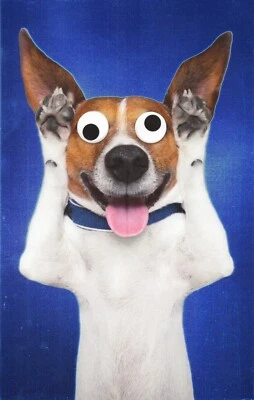 Divertida tarjeta de CUMPLEAÑOS 🐶 Crazy Dog Eyes Old As You Act by American Greetings + ✉ Foto 1 de 4