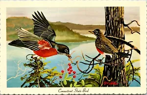 American Robbing Connecticut State Bird Ken Haag Capitol Engravings Postcard - Picture 1 of 2