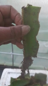 Selenicereus Undatus Cuttings, 3 Colors, Dragon Fruit, Ready to Grow - Picture 1 of 15