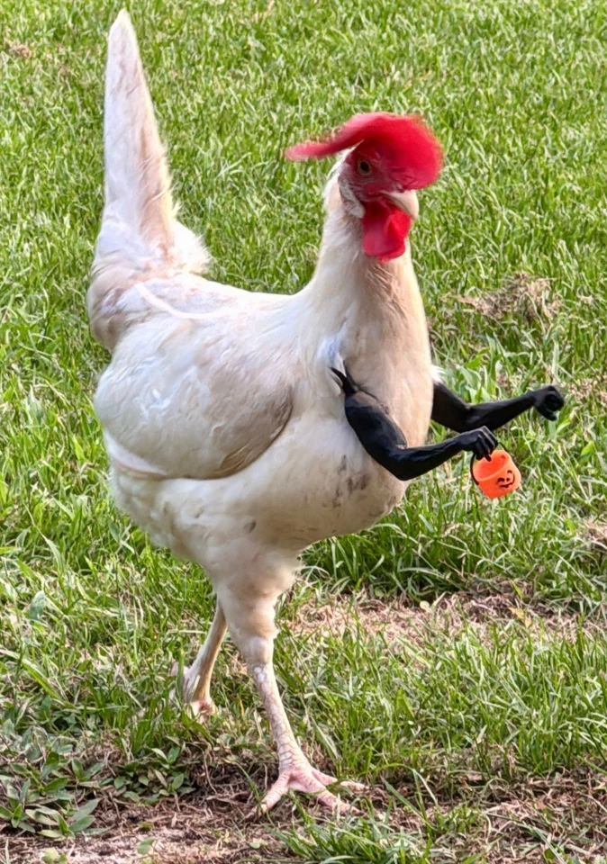 Trick Or Treat Mother Clucker's Chicken Arms A Must Have For Your Flock - Image 1 of 4