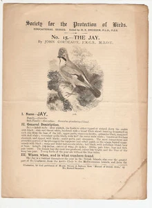 The Jay by John Cordeaux - Protection Of Birds 1897 - Foto 1 di 1
