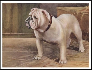 BULLDOG LOVELY VINTAGE STYLE A4 SIZE DOG ART PRINT POSTER - Photo 1/1