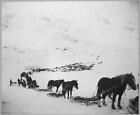 Transportation by horses,mules,dogs,bicycle,Valdez,Alaska,AK,Dogsledding,c1915