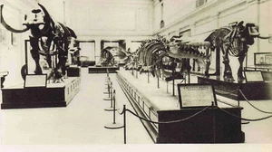 Skelette riesiger Fossilien - Dinosaurier - Meeresbewohner - 1929 Smithsonian Print - Bild 1 von 2