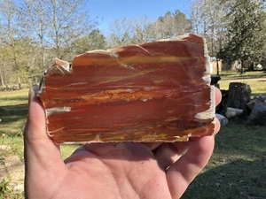 Araucaria Amarillo Texas Rainbow Wood Triassic Rip Board Cut - Picture 1 of 8