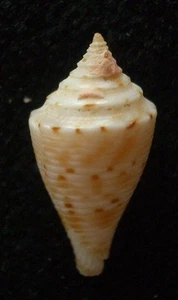 seashell Conus memiae 17-20 mm F++/F++ - Imagen 1 de 1