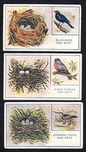 Phillips Cigarette Cards - Eggs, Nests & Birds - 3.10.24 - Picture 1 of 2