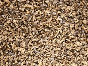 Wasserfliege Fischfutter 500ml Vogelfutter Reptilienfutter - Bild 1 von 1