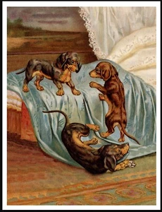 DACHSHUND PUPS PLAYING ON BED COMIC VINTAGE STYLE DOG ART PRINT POSTER - Picture 1 of 1