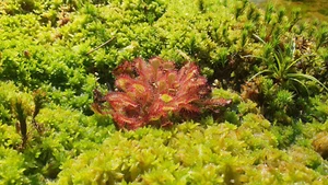 Seltene Drosera x beleziana one bareroot fleischfressende Pflanze winterhart - Bild 1 von 7