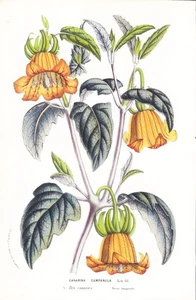 Canarina Campanula Islas Canarias flores botánicas flores botánicas litografía Houtte - Imagen 1 de 1