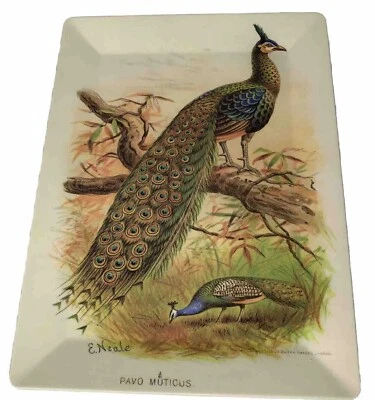 Pottery Barn Peacock Tray Pavo Muticus E Neale Melamine 16" x 12" Rectangle  - Image 1 of 4