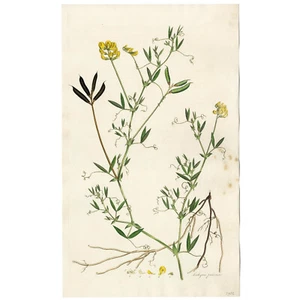 RARA 1777 CURTIS FLORA LONDINENSIS incisione folio colorata a mano GIALLO PEA - Foto 1 di 7