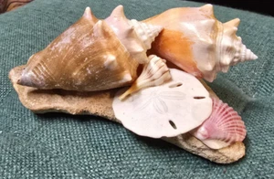 Seashells Stone Base Decor Paperweight Handmade Signed C. Richter 2007 - Picture 1 of 8