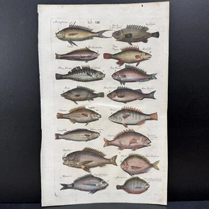 1657 handkolorierter Merian Gravur Druck Fisch John Jonston Historia Naturalis - Bild 1 von 12