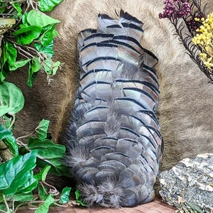 Turkey Saddle Hackle feathers pad Taxidermy Oddities Curiosities iredescent - Picture 1 of 6