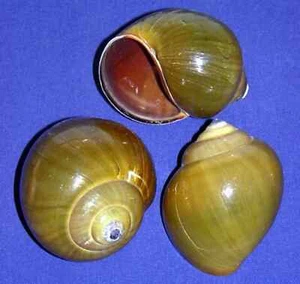 Green Apple Land Snail Shells (2"-2-1/2") (5 Shells) - Picture 1 of 1